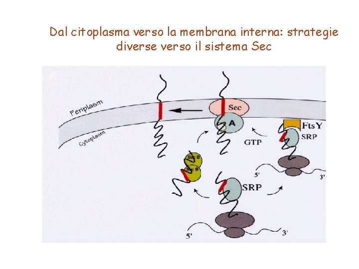 Dal citoplasma verso la membrana interna: strategie diverse verso il sistema Sec 3’ 