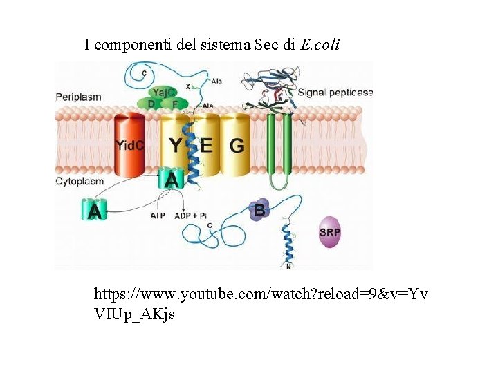 I componenti del sistema Sec di E. coli https: //www. youtube. com/watch? reload=9&v=Yv VIUp_AKjs