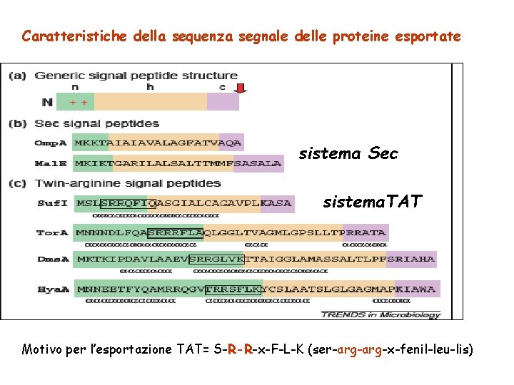 Caratteristiche della sequenza segnale delle proteine esportate sistema Sec sistema. TAT Motivo per l’esportazione