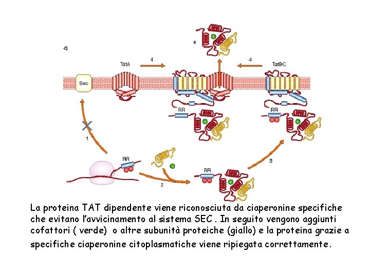La proteina TAT dipendente viene riconosciuta da ciaperonine specifiche evitano l’avvicinamento al sistema SEC.