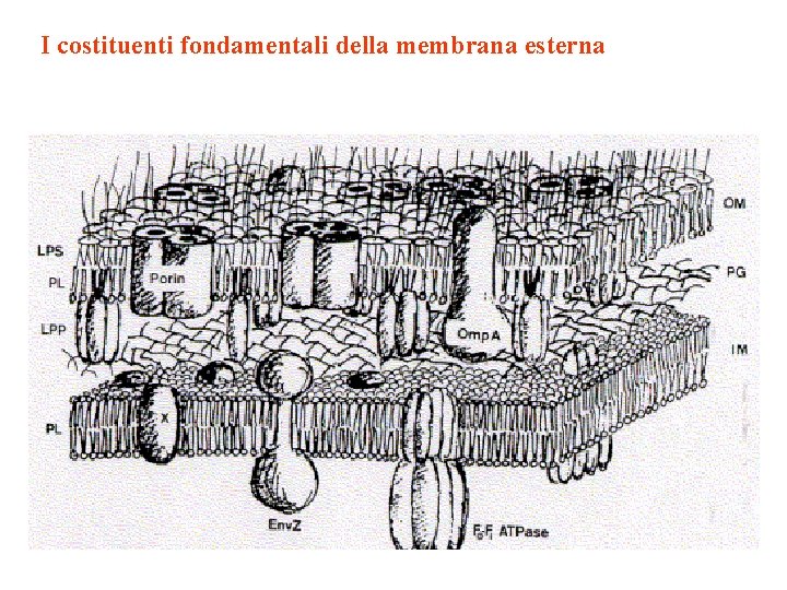 I costituenti fondamentali della membrana esterna 