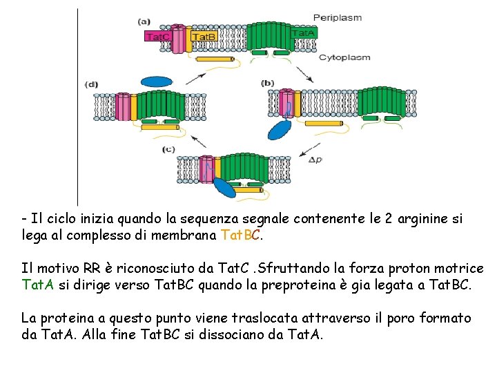 - Il ciclo inizia quando la sequenza segnale contenente le 2 arginine si lega