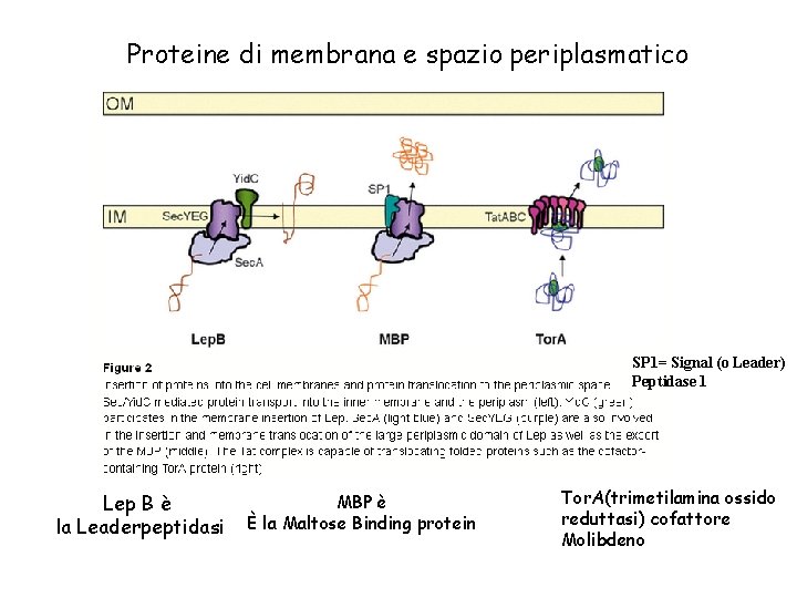 Proteine di membrana e spazio periplasmatico SP 1= Signal (o Leader) Peptidase 1 Lep