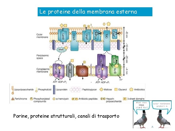 Le proteine della membrana esterna Porine, proteine strutturali, canali di trasporto 