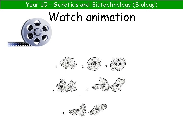 Year 10 – Genetics and Biotechnology (Biology) Watch animation 