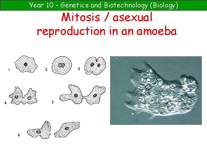 Year 10 – Genetics and Biotechnology (Biology) Mitosis / asexual reproduction in an amoeba
