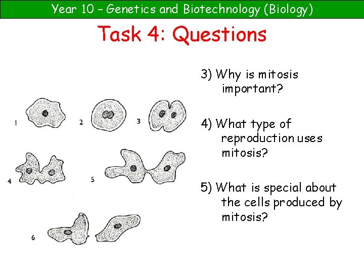 Year 10 – Genetics and Biotechnology (Biology) Task 4: Questions 3) Why is mitosis