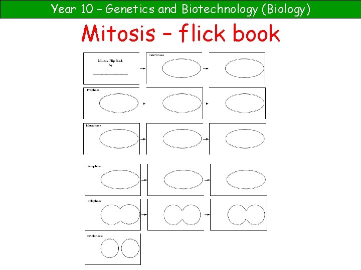 Year 10 – Genetics and Biotechnology (Biology) Mitosis – flick book 