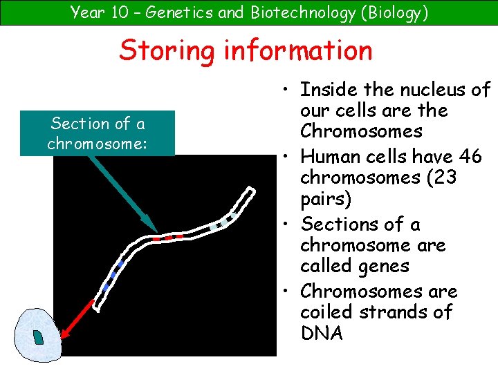 Year 10 – Genetics and Biotechnology (Biology) Storing information Section of a chromosome: •