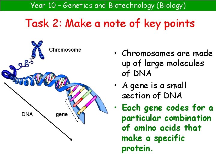 Year 10 – Genetics and Biotechnology (Biology) Task 2: Make a note of key