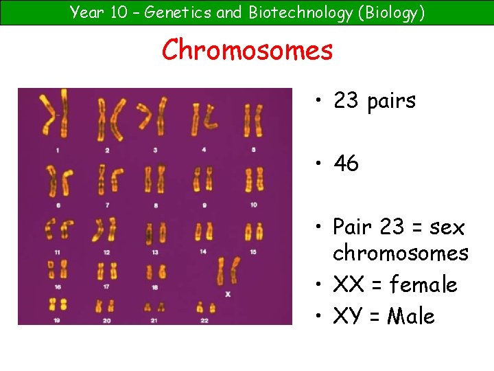 Year 10 – Genetics and Biotechnology (Biology) Chromosomes • 23 pairs • 46 •