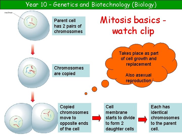 Year 10 – Genetics and Biotechnology (Biology) Parent cell has 2 pairs of chromosomes