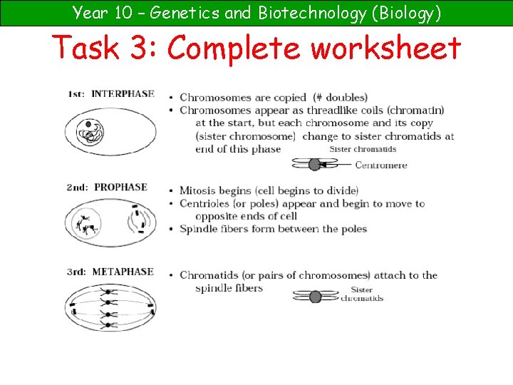 Year 10 – Genetics and Biotechnology (Biology) Task 3: Complete worksheet 