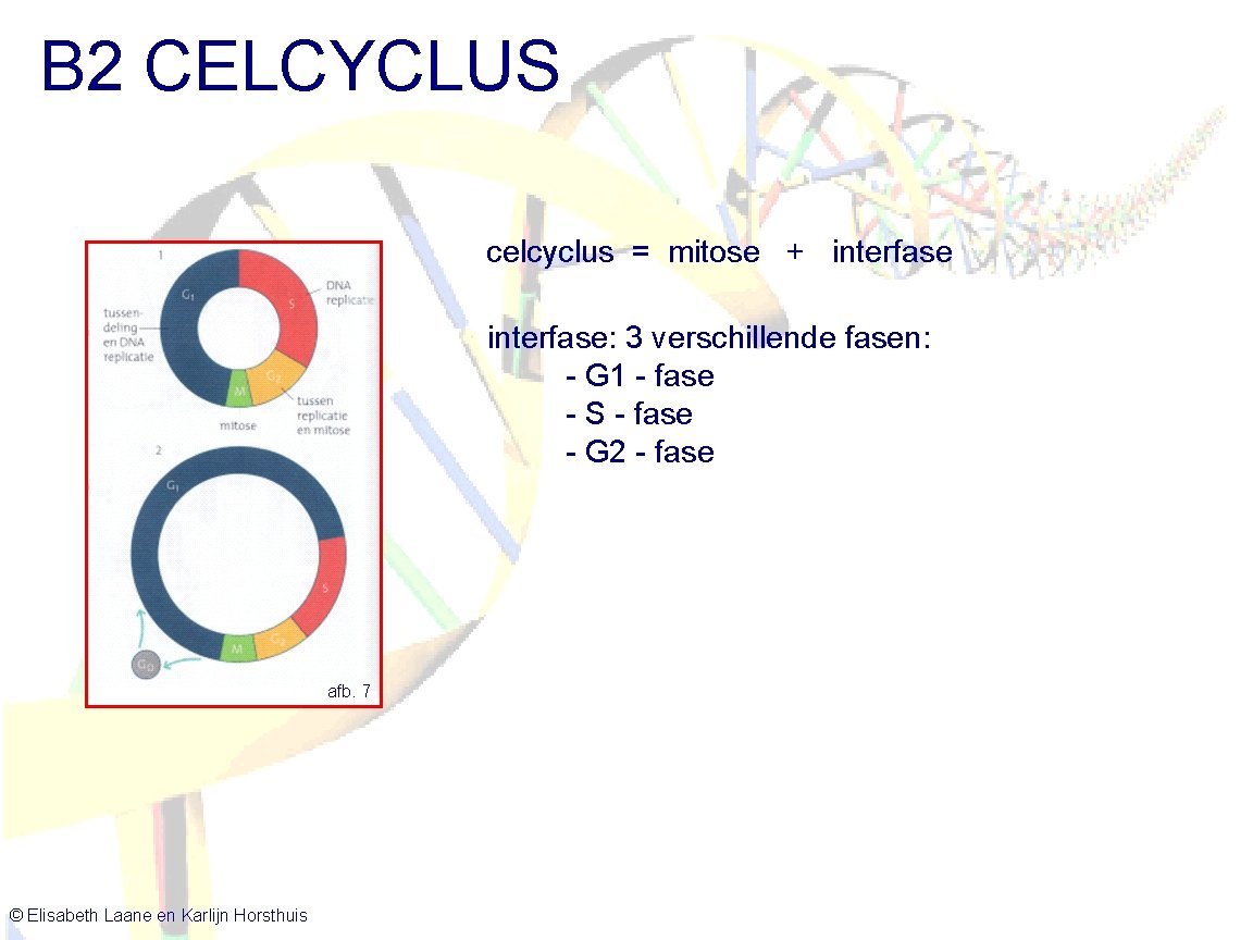 B 2 CELCYCLUS celcyclus = mitose + interfase: 3 verschillende fasen: - G 1