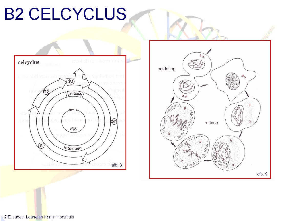 B 2 CELCYCLUS afb. 8 afb. 9 © Elisabeth Laane en Karlijn Horsthuis 