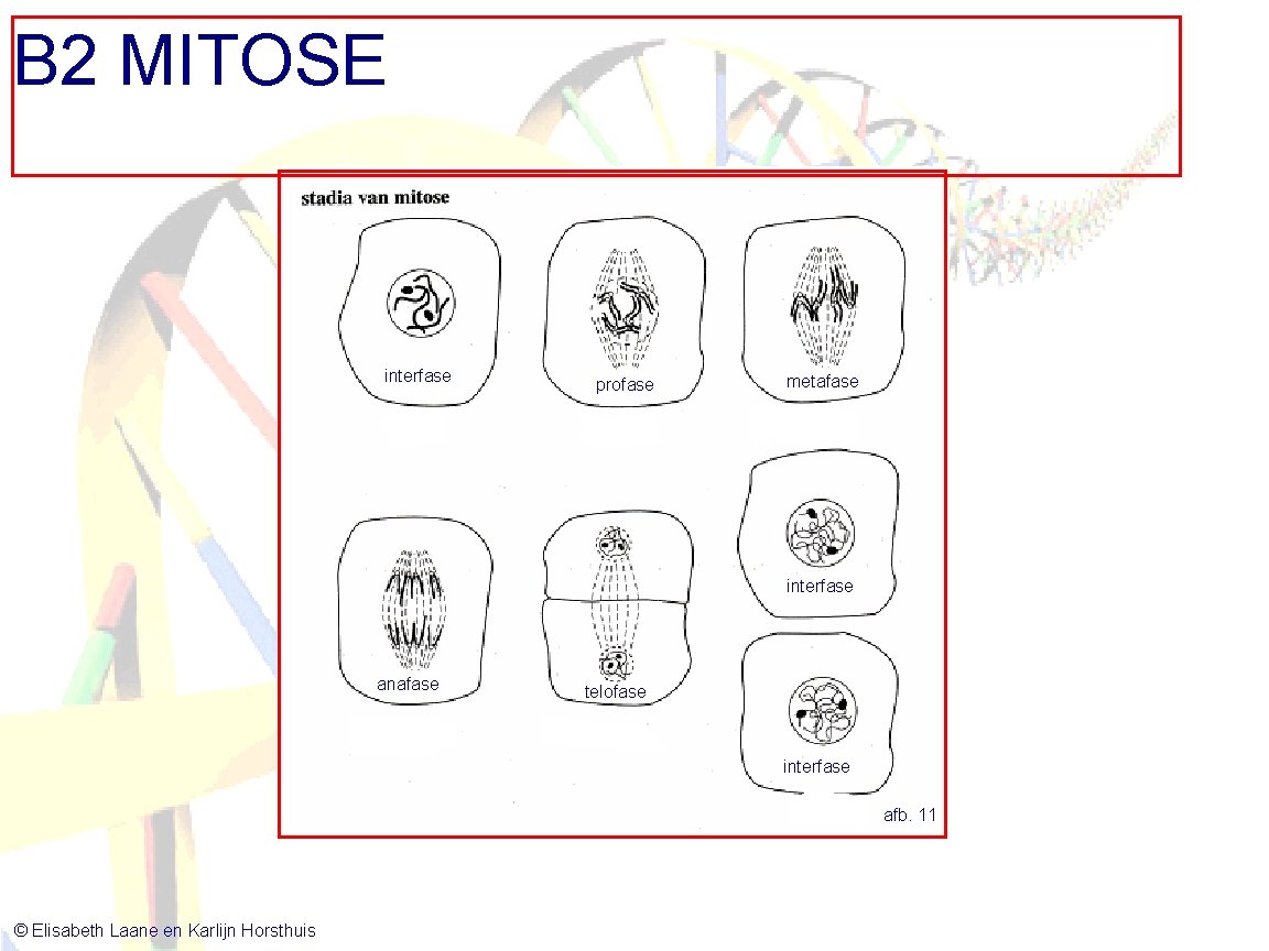 B 2 MITOSE interfase profase metafase interfase anafase telofase interfase afb. 11 © Elisabeth