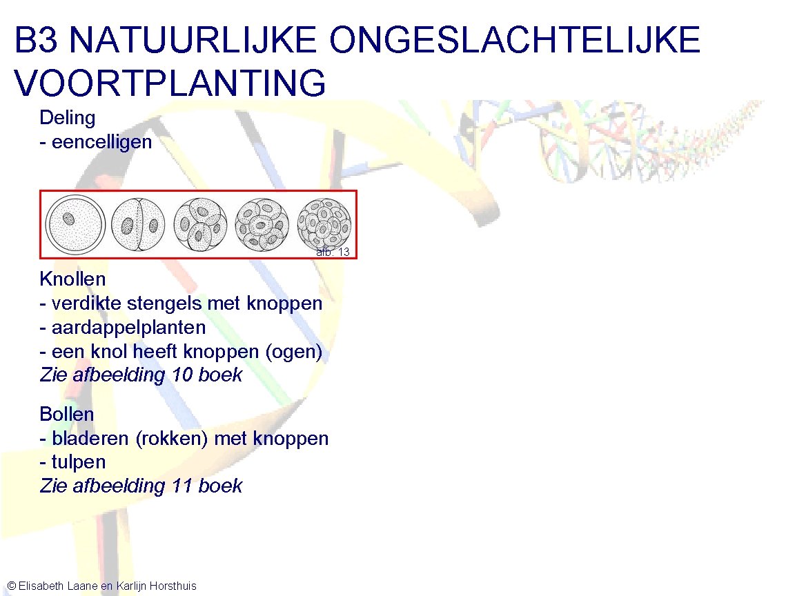 B 3 NATUURLIJKE ONGESLACHTELIJKE VOORTPLANTING Deling - eencelligen afb. 13 Knollen - verdikte stengels