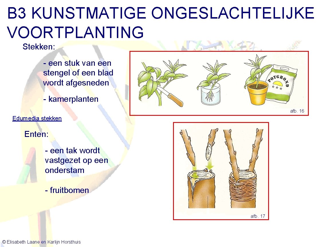 B 3 KUNSTMATIGE ONGESLACHTELIJKE VOORTPLANTING Stekken: - een stuk van een stengel of een