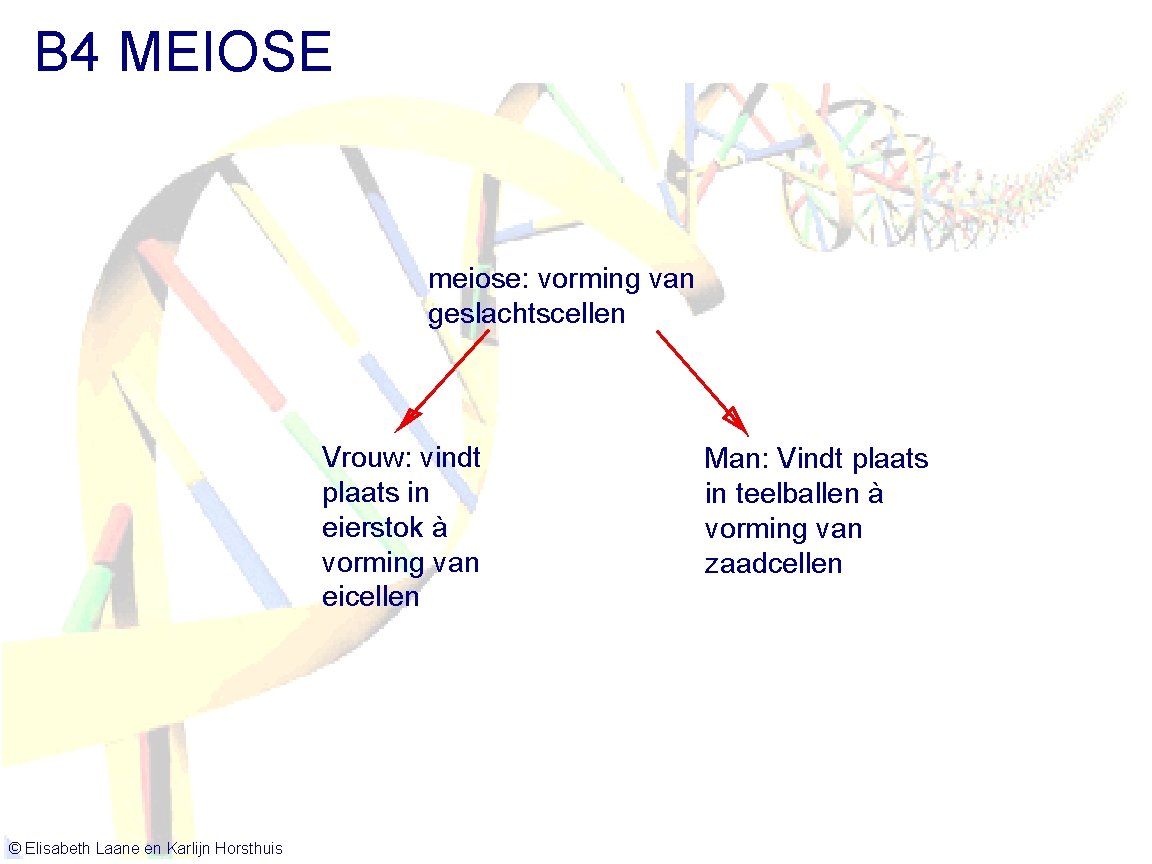 B 4 MEIOSE meiose: vorming van geslachtscellen Vrouw: vindt plaats in eierstok à vorming