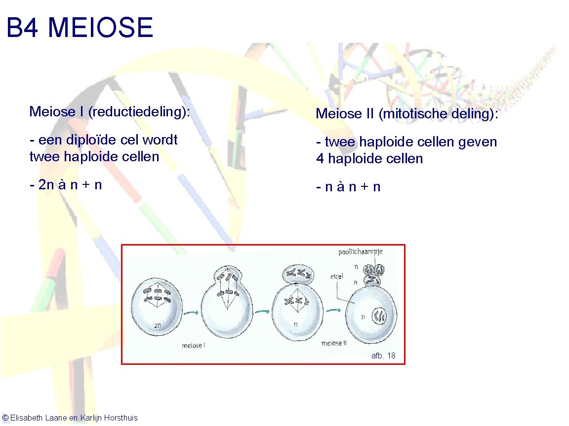 B 4 MEIOSE Meiose I (reductiedeling): Meiose II (mitotische deling): - een diploïde cel