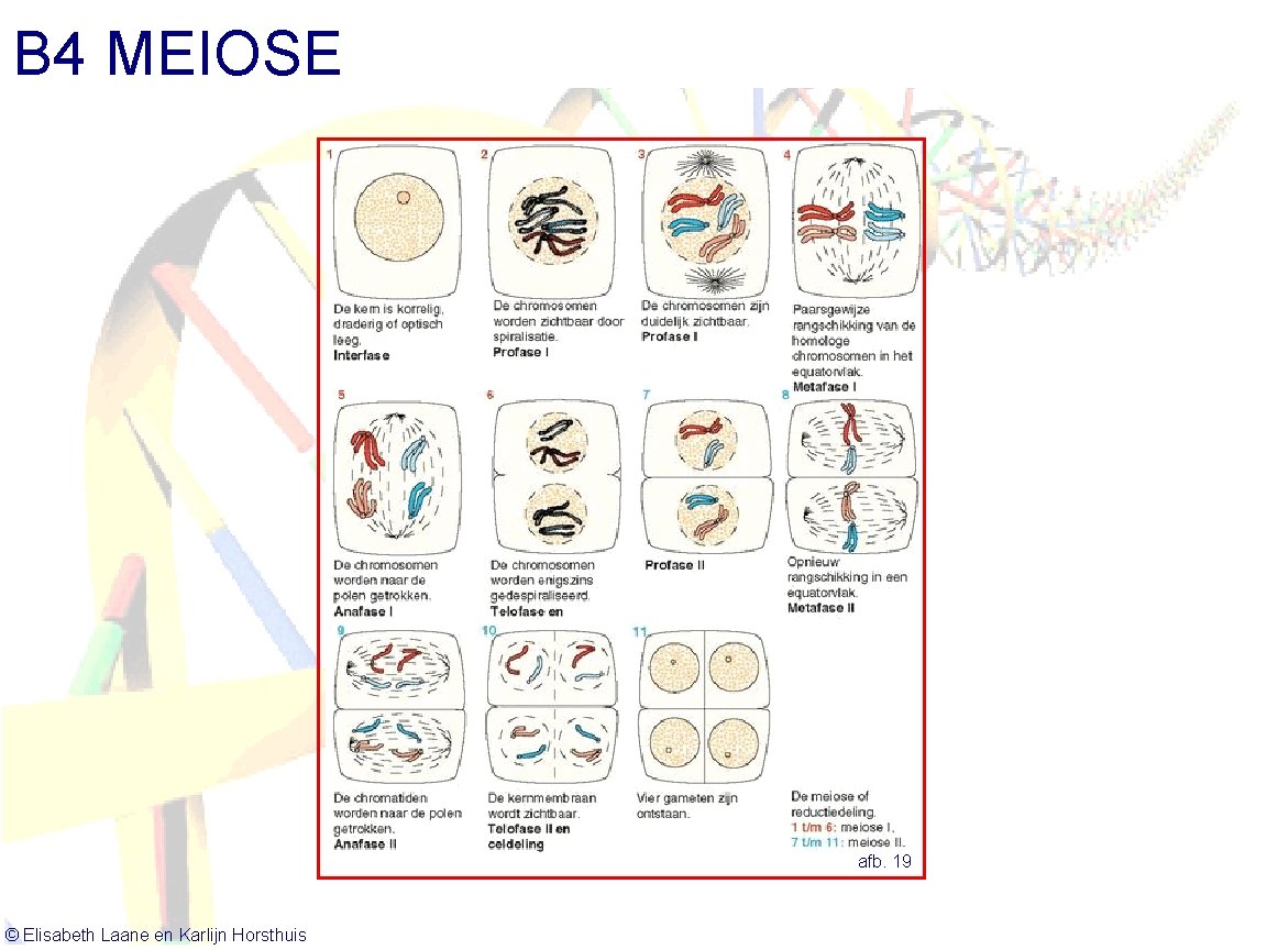 B 4 MEIOSE afb. 19 © Elisabeth Laane en Karlijn Horsthuis 