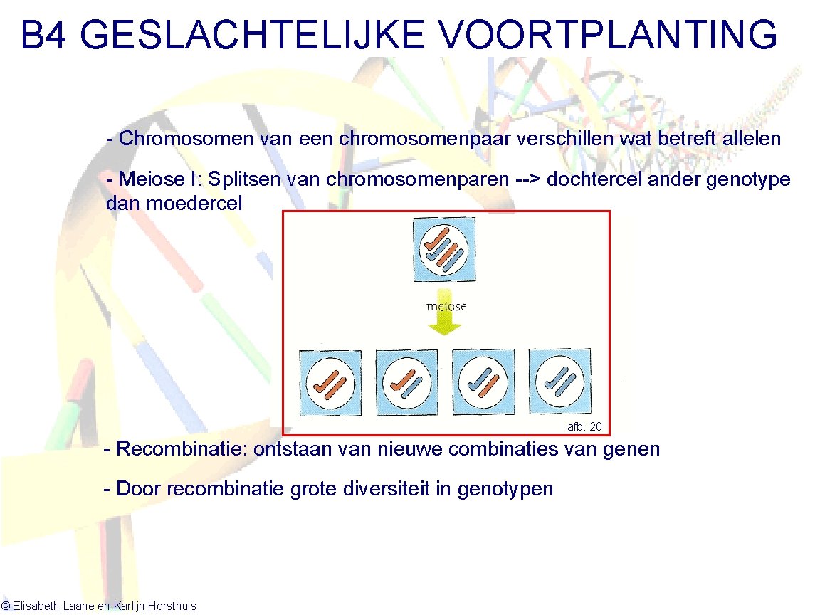 B 4 GESLACHTELIJKE VOORTPLANTING - Chromosomen van een chromosomenpaar verschillen wat betreft allelen -