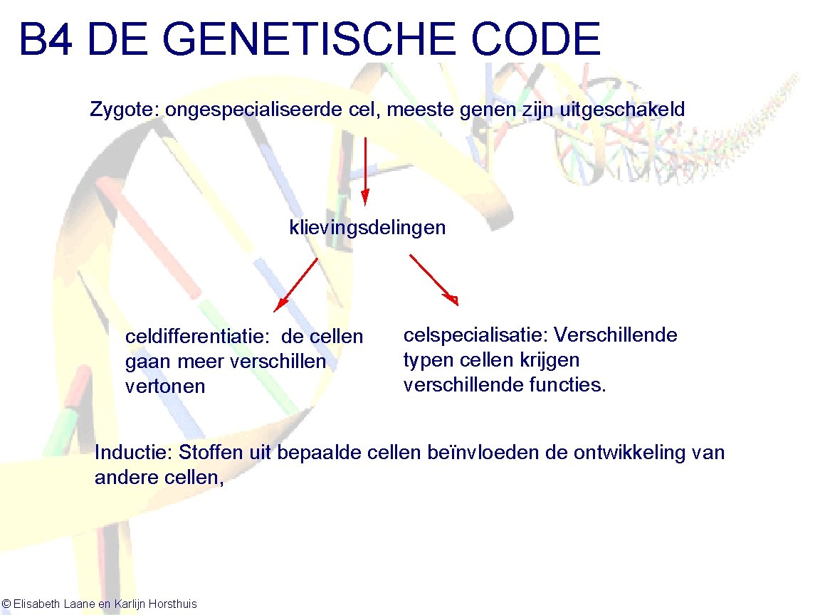 B 4 DE GENETISCHE CODE Zygote: ongespecialiseerde cel, meeste genen zijn uitgeschakeld klievingsdelingen celdifferentiatie: