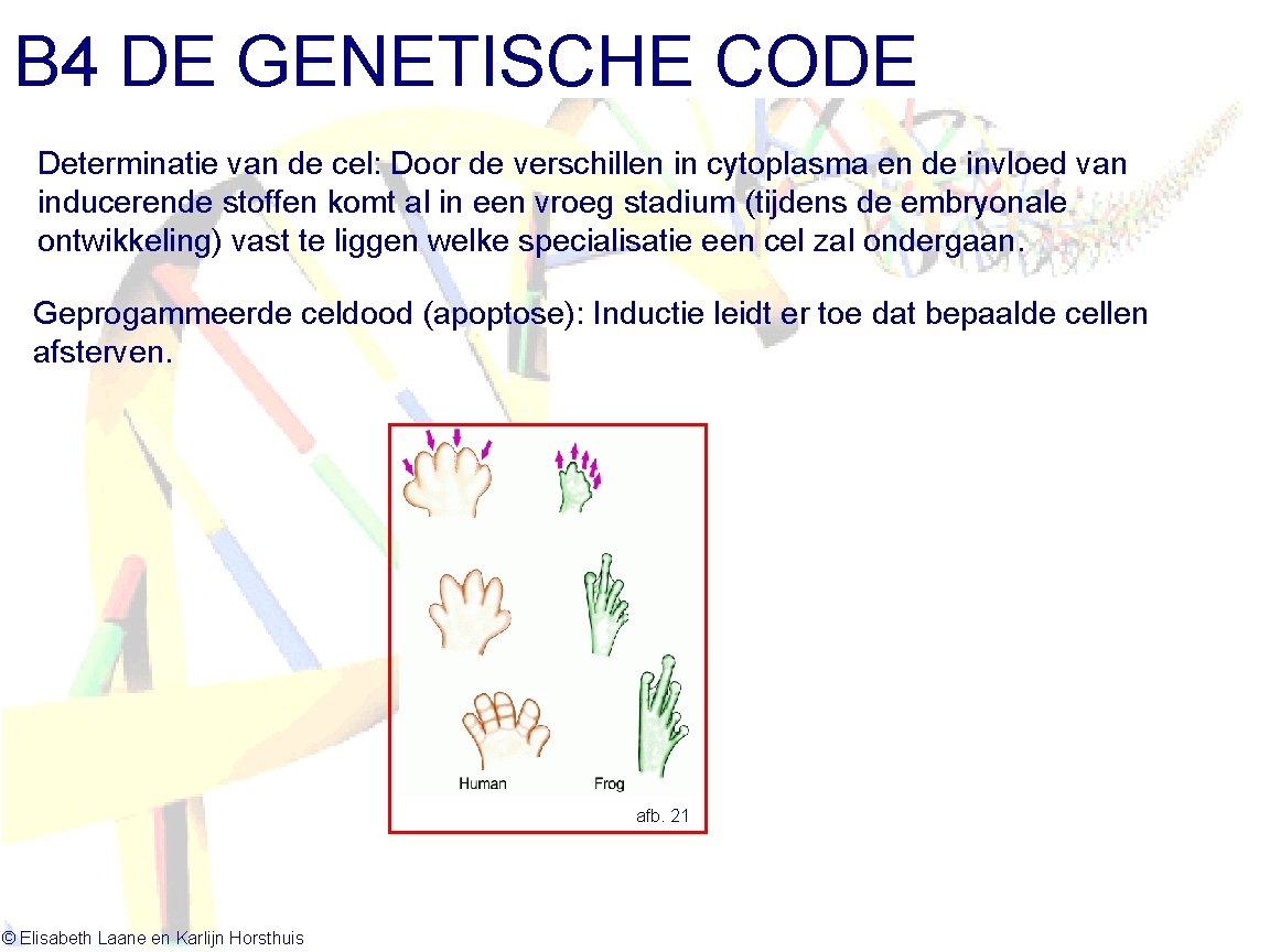 B 4 DE GENETISCHE CODE Determinatie van de cel: Door de verschillen in cytoplasma