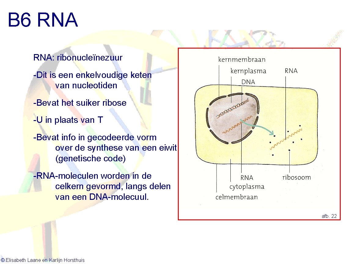 B 6 RNA: ribonucleïnezuur -Dit is een enkelvoudige keten van nucleotiden -Bevat het suiker