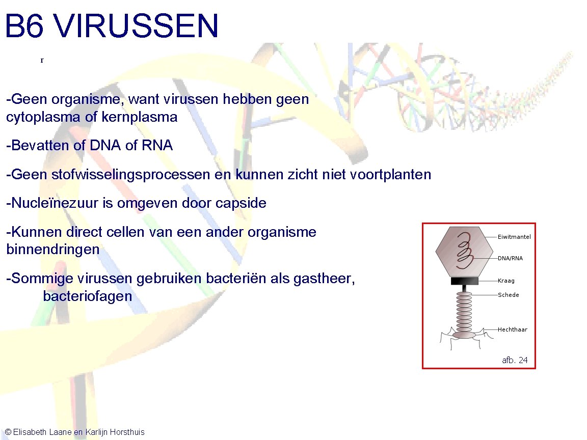 B 6 VIRUSSEN r -Geen organisme, want virussen hebben geen cytoplasma of kernplasma -Bevatten