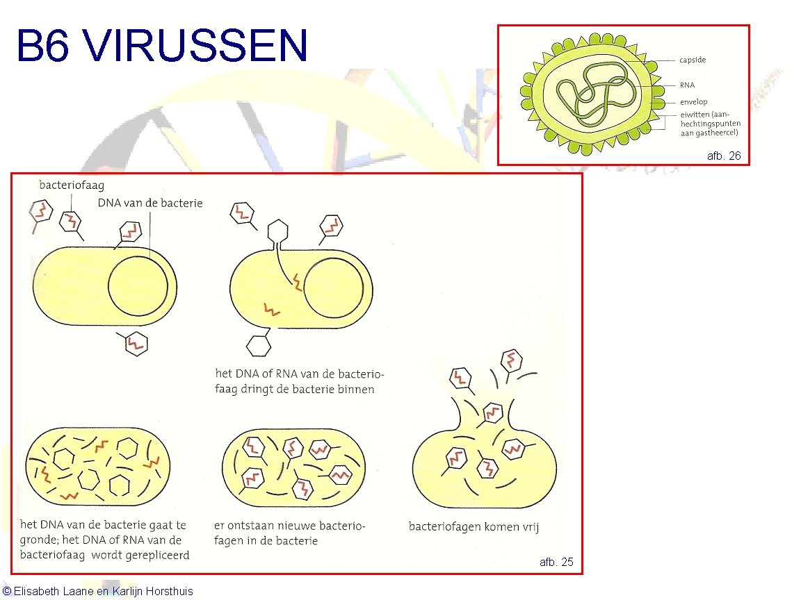 B 6 VIRUSSEN afb. 26 afb. 25 © Elisabeth Laane en Karlijn Horsthuis 