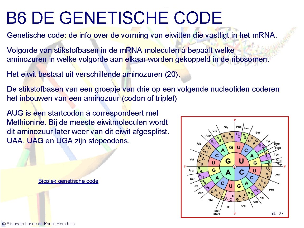 B 6 DE GENETISCHE CODE Genetische code: de info over de vorming van eiwitten