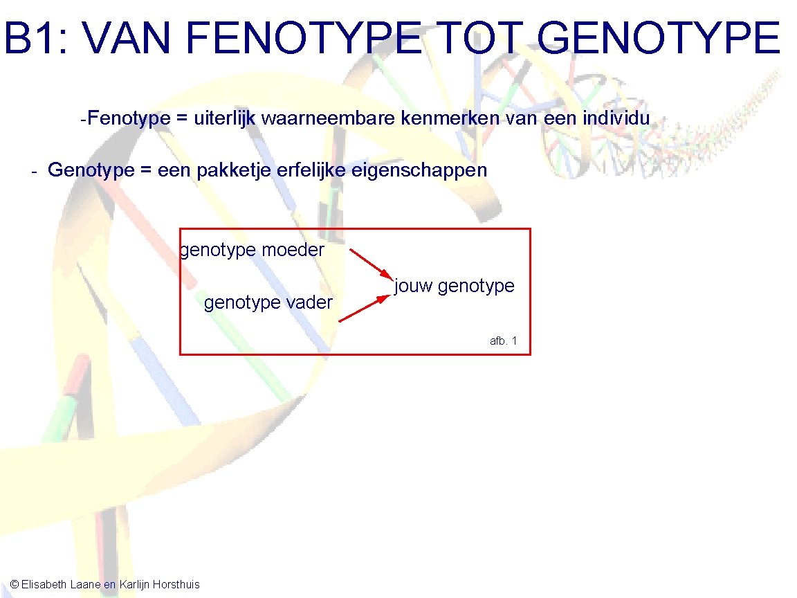 B 1: VAN FENOTYPE TOT GENOTYPE -Fenotype = uiterlijk waarneembare kenmerken van een individu