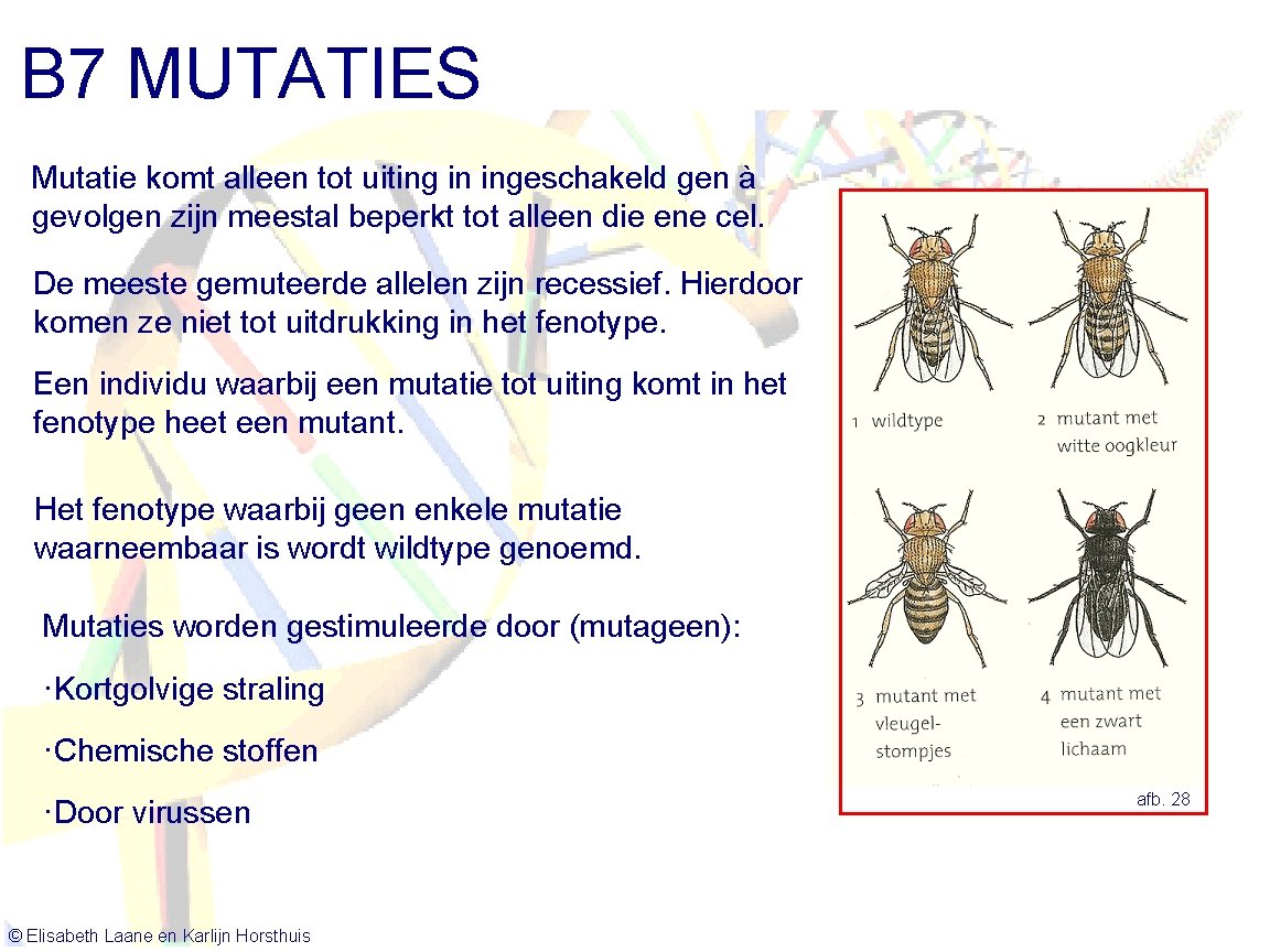 B 7 MUTATIES Mutatie komt alleen tot uiting in ingeschakeld gen à gevolgen zijn