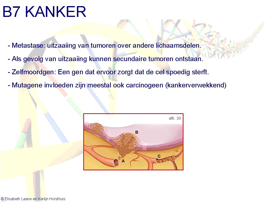B 7 KANKER - Metastase: uitzaaiing van tumoren over andere lichaamsdelen. - Als gevolg