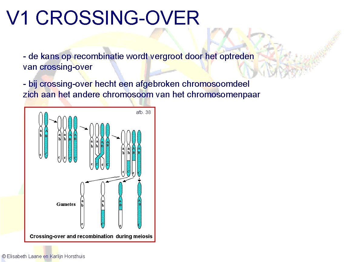 V 1 CROSSING-OVER - de kans op recombinatie wordt vergroot door het optreden van