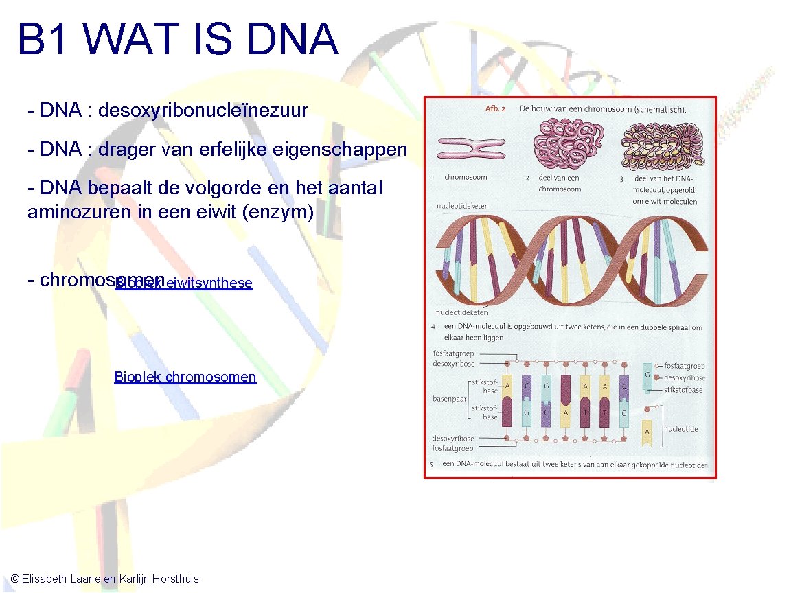 B 1 WAT IS DNA - DNA : desoxyribonucleïnezuur - DNA : drager van