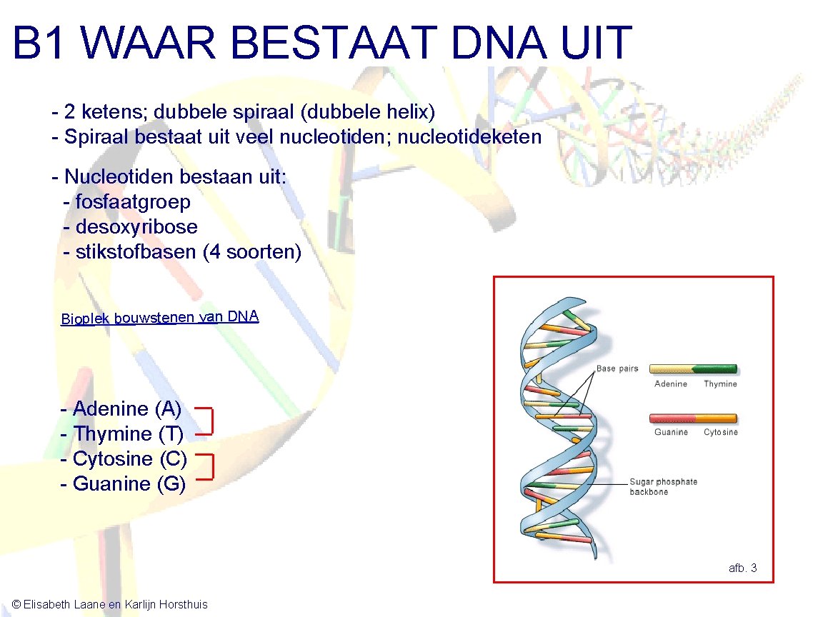 B 1 WAAR BESTAAT DNA UIT - 2 ketens; dubbele spiraal (dubbele helix) -