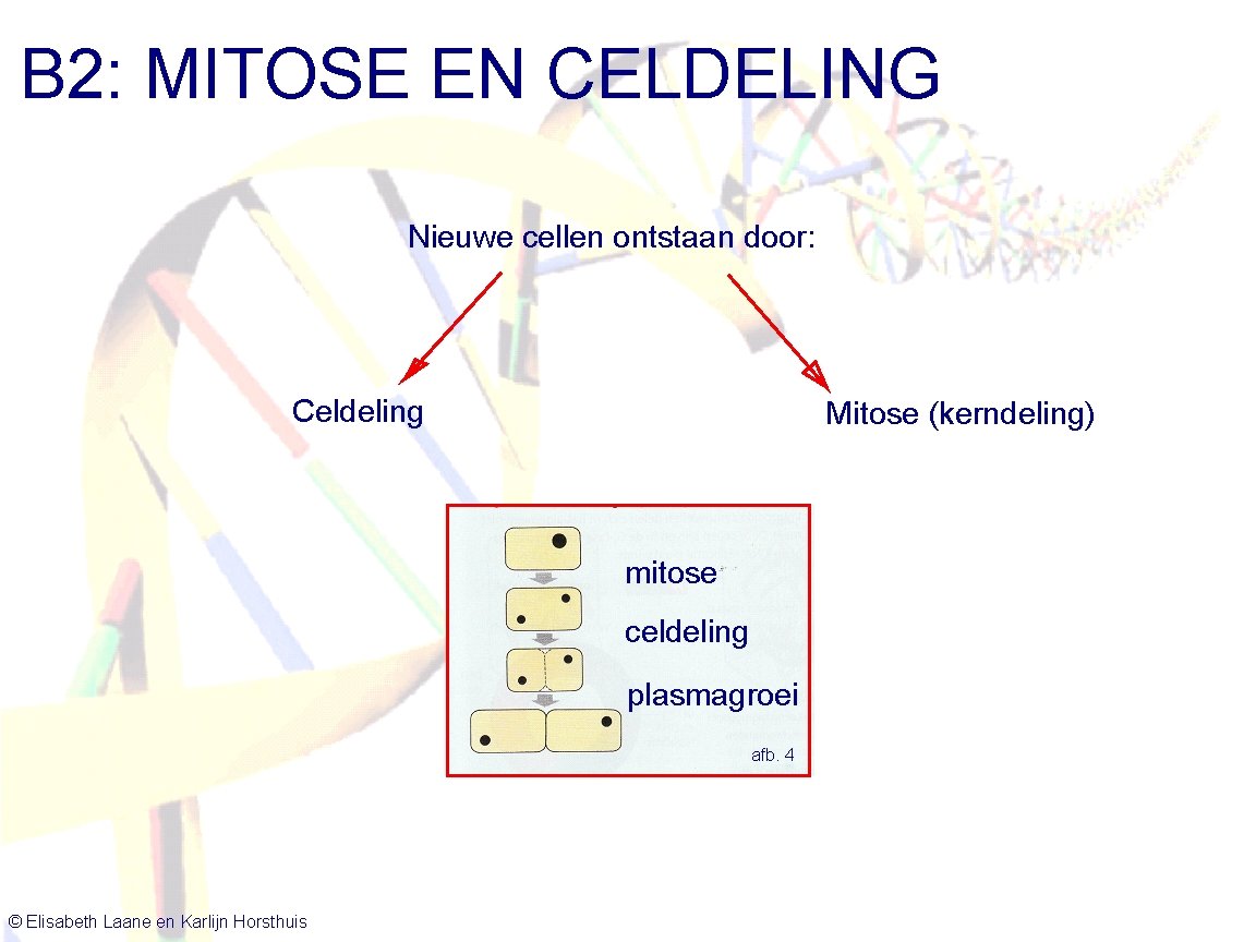 B 2: MITOSE EN CELDELING Nieuwe cellen ontstaan door: Celdeling Mitose (kerndeling) mitose celdeling