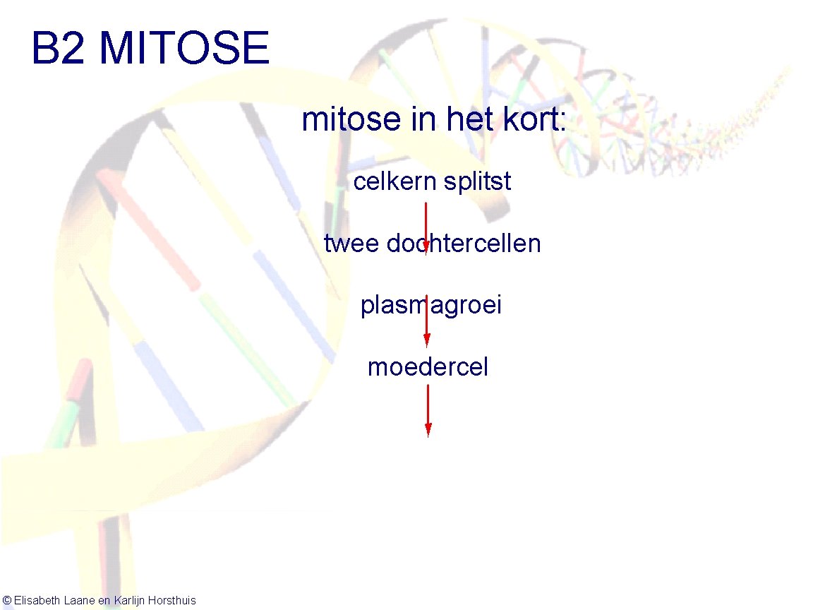 B 2 MITOSE mitose in het kort: celkern splitst twee dochtercellen plasmagroei moedercel ©