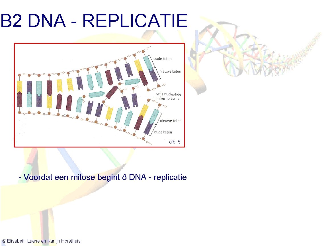 B 2 DNA - REPLICATIE afb. 5 - Voordat een mitose begint ð DNA