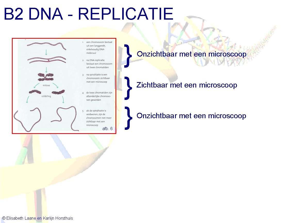 B 2 DNA - REPLICATIE afb. 6 © Elisabeth Laane en Karlijn Horsthuis }