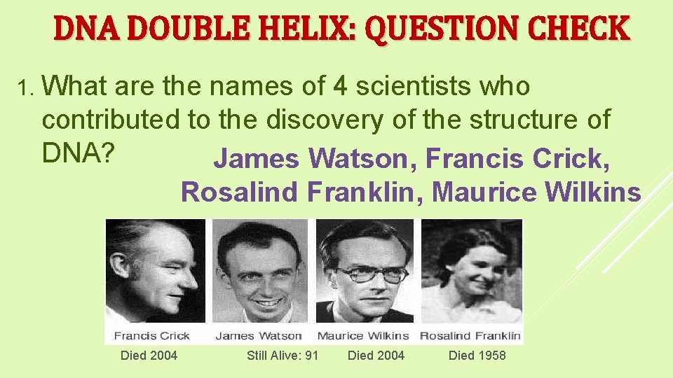DNA DOUBLE HELIX: QUESTION CHECK 1. What are the names of 4 scientists who