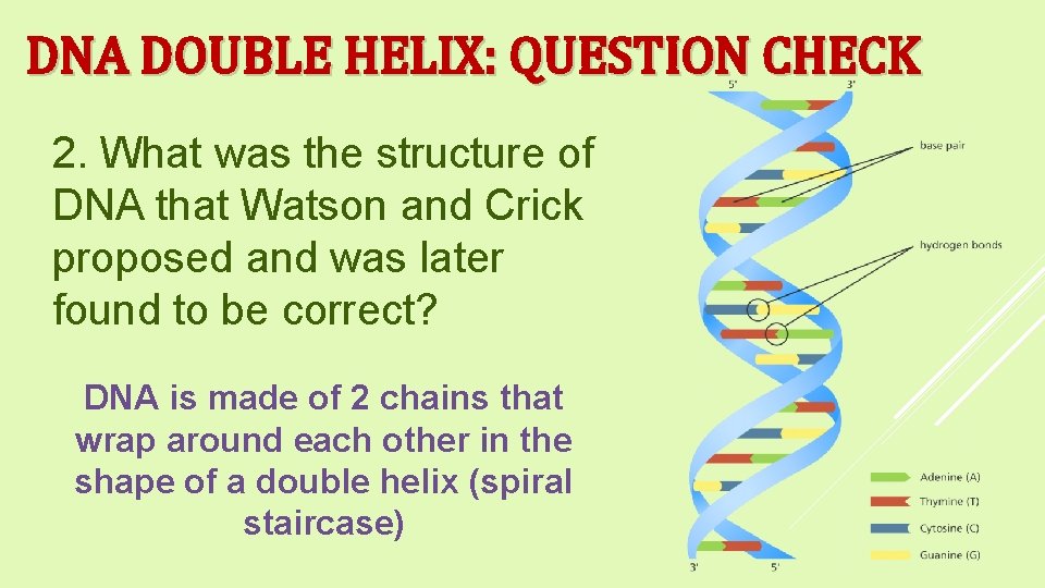 DNA DOUBLE HELIX: QUESTION CHECK 2. What was the structure of DNA that Watson