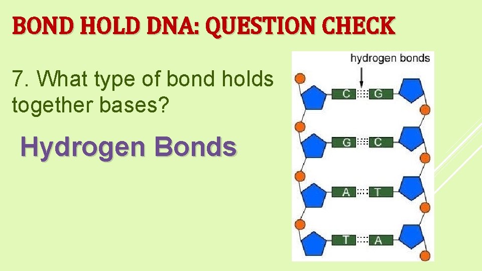 BOND HOLD DNA: QUESTION CHECK 7. What type of bond holds together bases? Hydrogen