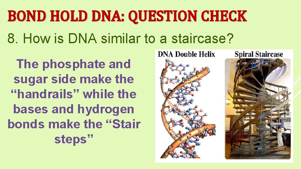 BOND HOLD DNA: QUESTION CHECK 8. How is DNA similar to a staircase? The