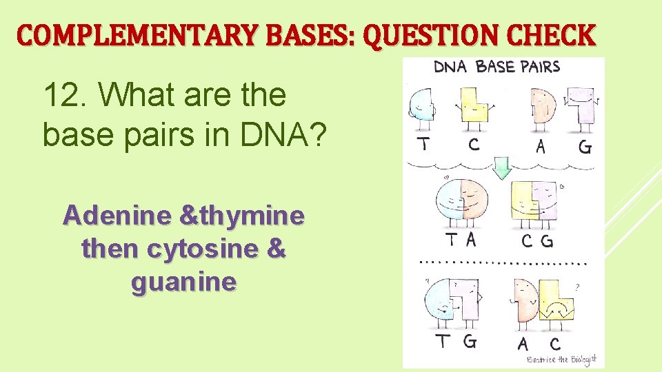 COMPLEMENTARY BASES: QUESTION CHECK 12. What are the base pairs in DNA? Adenine &thymine