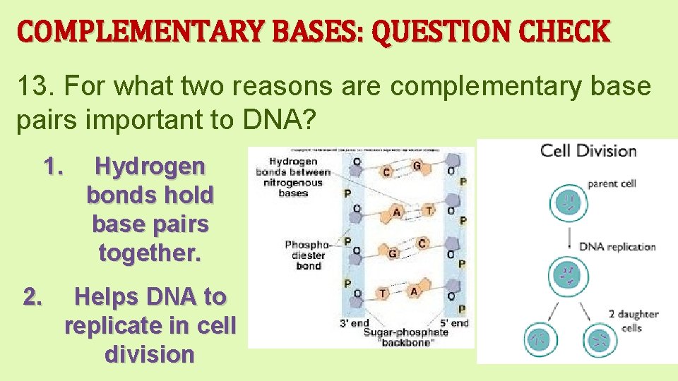 COMPLEMENTARY BASES: QUESTION CHECK 13. For what two reasons are complementary base pairs important