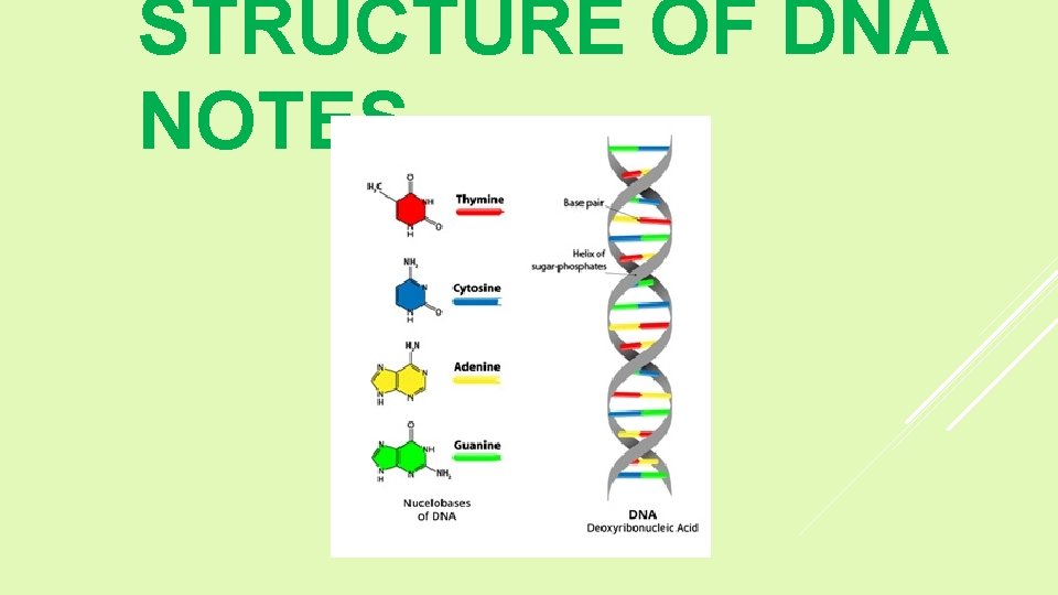 STRUCTURE OF DNA NOTES 