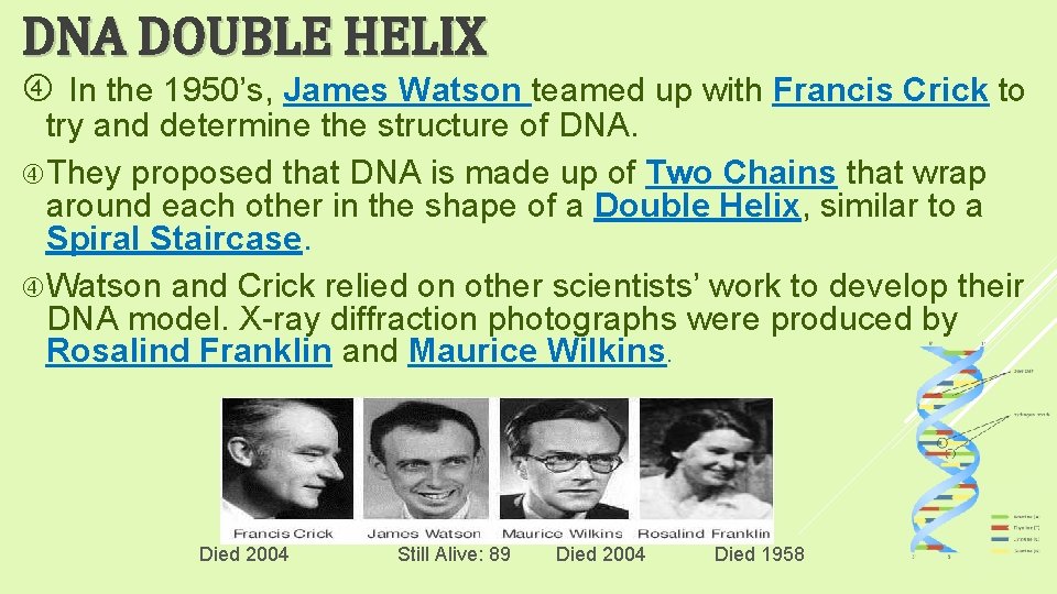 DNA DOUBLE HELIX In the 1950’s, James Watson teamed up with Francis Crick to